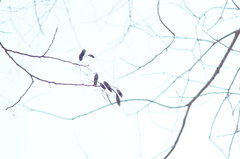 Dalbergia granadillo