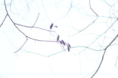 Dalbergia granadillo