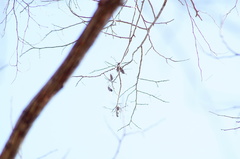 Dalbergia granadillo