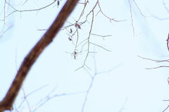 Dalbergia granadillo