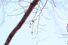 Dalbergia granadillo