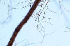 Dalbergia granadillo