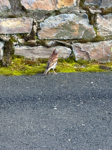 House Sparrow
