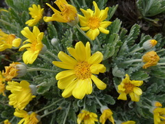 Euryops pectinatus pectinatus