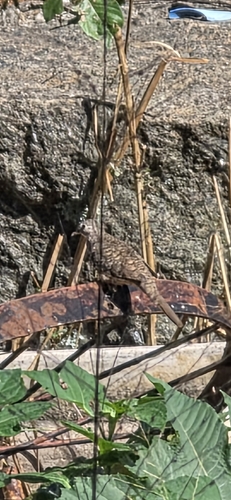 Scaled Dove