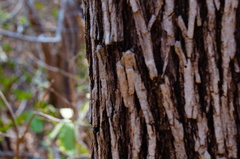 Dalbergia granadillo