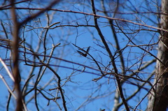 Dalbergia granadillo