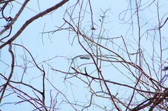 Dalbergia granadillo