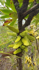 Dischidia major