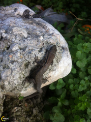 Phoenicolacerta laevis