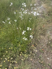 Physostegia angustifolia