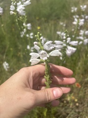 author not stated, no rights reserved Physostegia angustifolia, photograph author not stated, no rights reserved