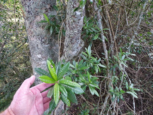 Strophanthus speciosus, photograph 1