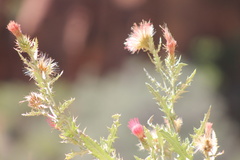 Cirsium arizonicum