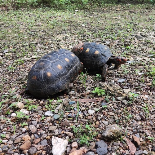 Red-footed Tortoise