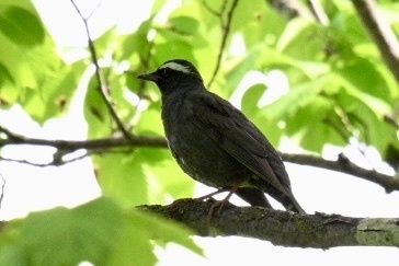 Siberian Thrush (Geokichla sibirica), photo 2