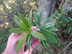 Strophanthus speciosus
