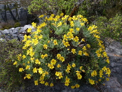 Euryops pectinatus pectinatus