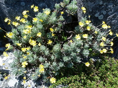 Euryops pectinatus pectinatus