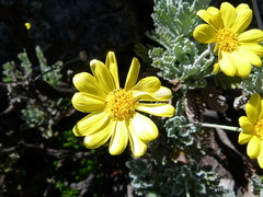 Euryops pectinatus pectinatus