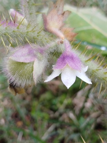 Solanum pseudolulo