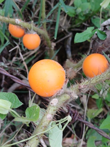 Solanum pseudolulo, photograph 2