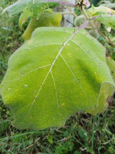 Solanum pseudolulo, photograph 3