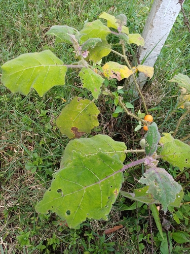 Solanum pseudolulo, photograph 4