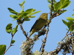 Leiothlypis celata lutescens