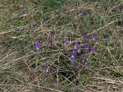 Viola etrusca