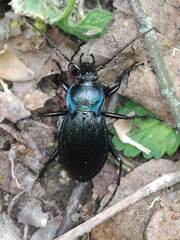 Carabus catenulatus