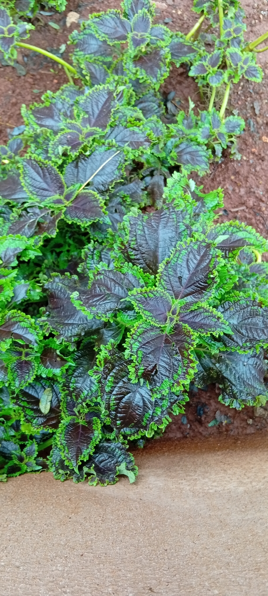 Coleus scutellarioides