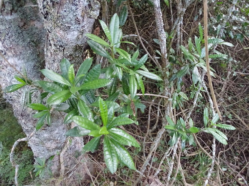 Strophanthus speciosus, photograph 2