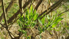 Salix triandra