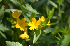 Lithospermum caroliniense