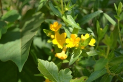 Lithospermum caroliniense