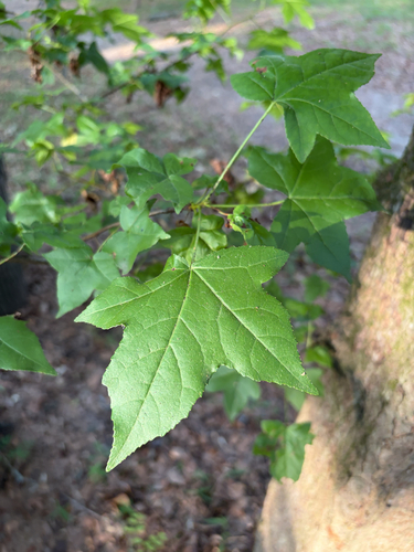 American sweetgum
