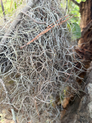 Spanish moss
