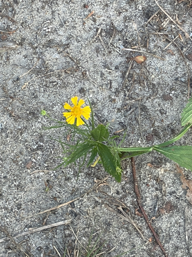 Bitterweed