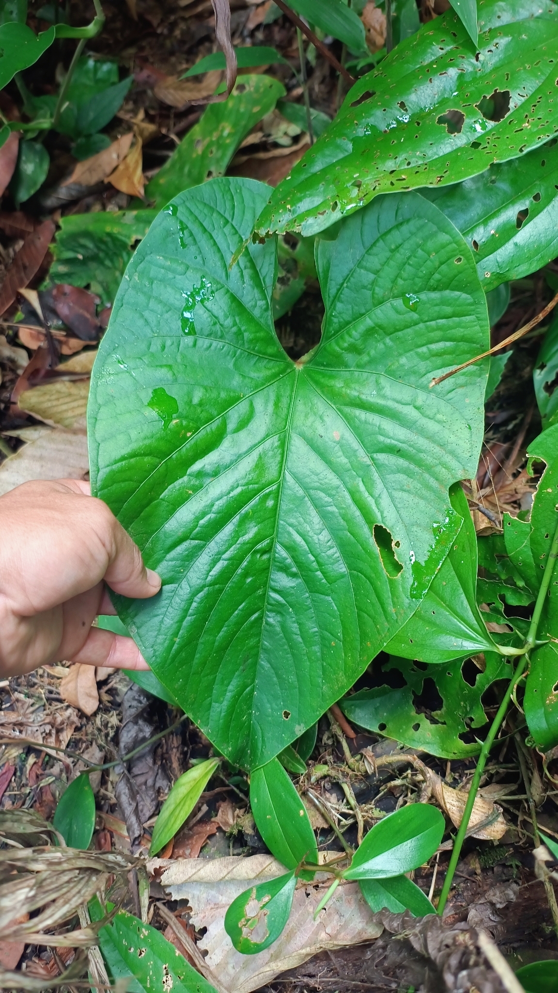 Anthurium sagittatum (Sims) G.Don