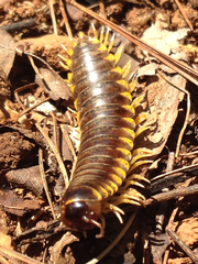 Apheloriini