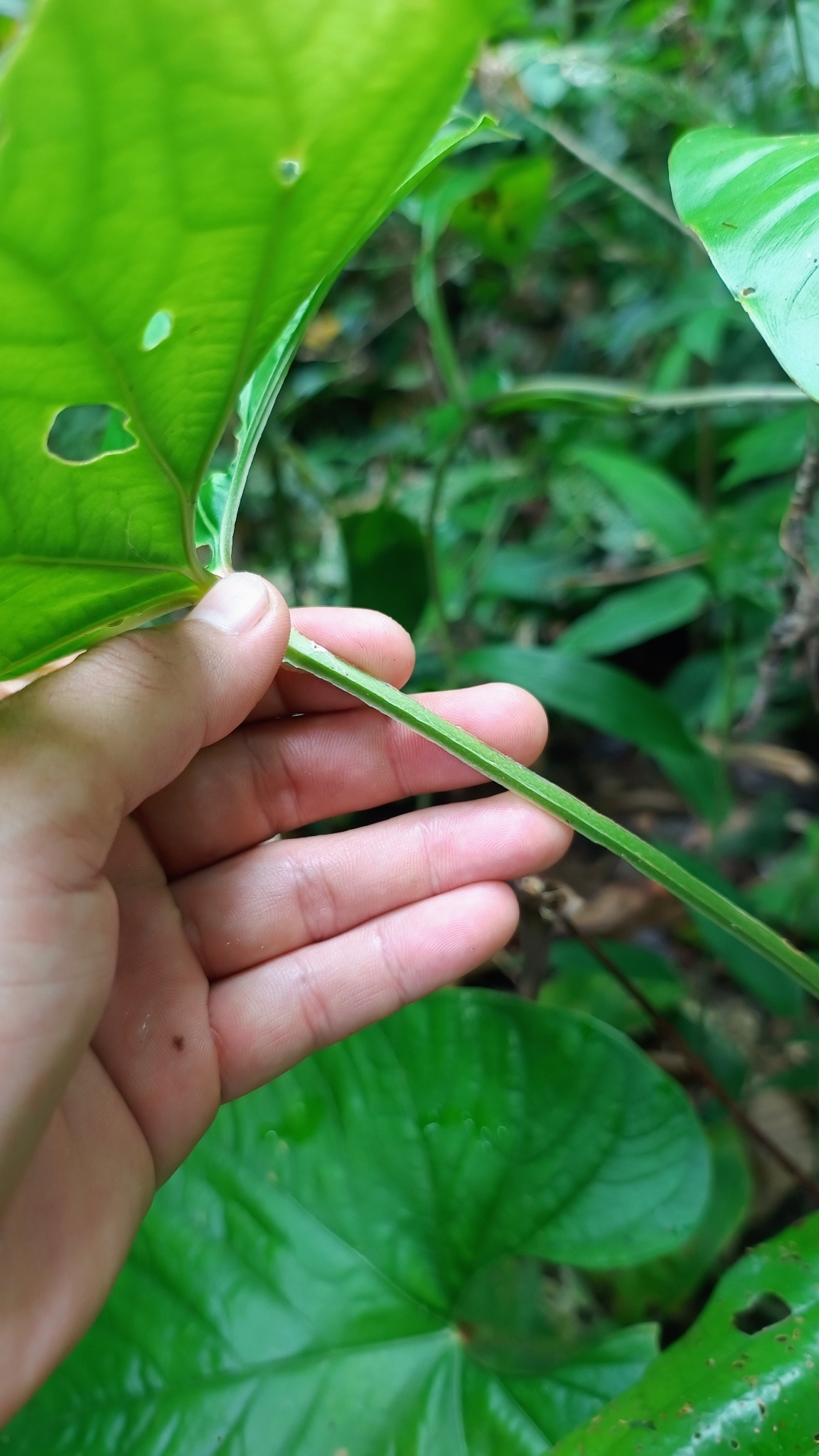 Anthurium sagittatum (Sims) G.Don 2