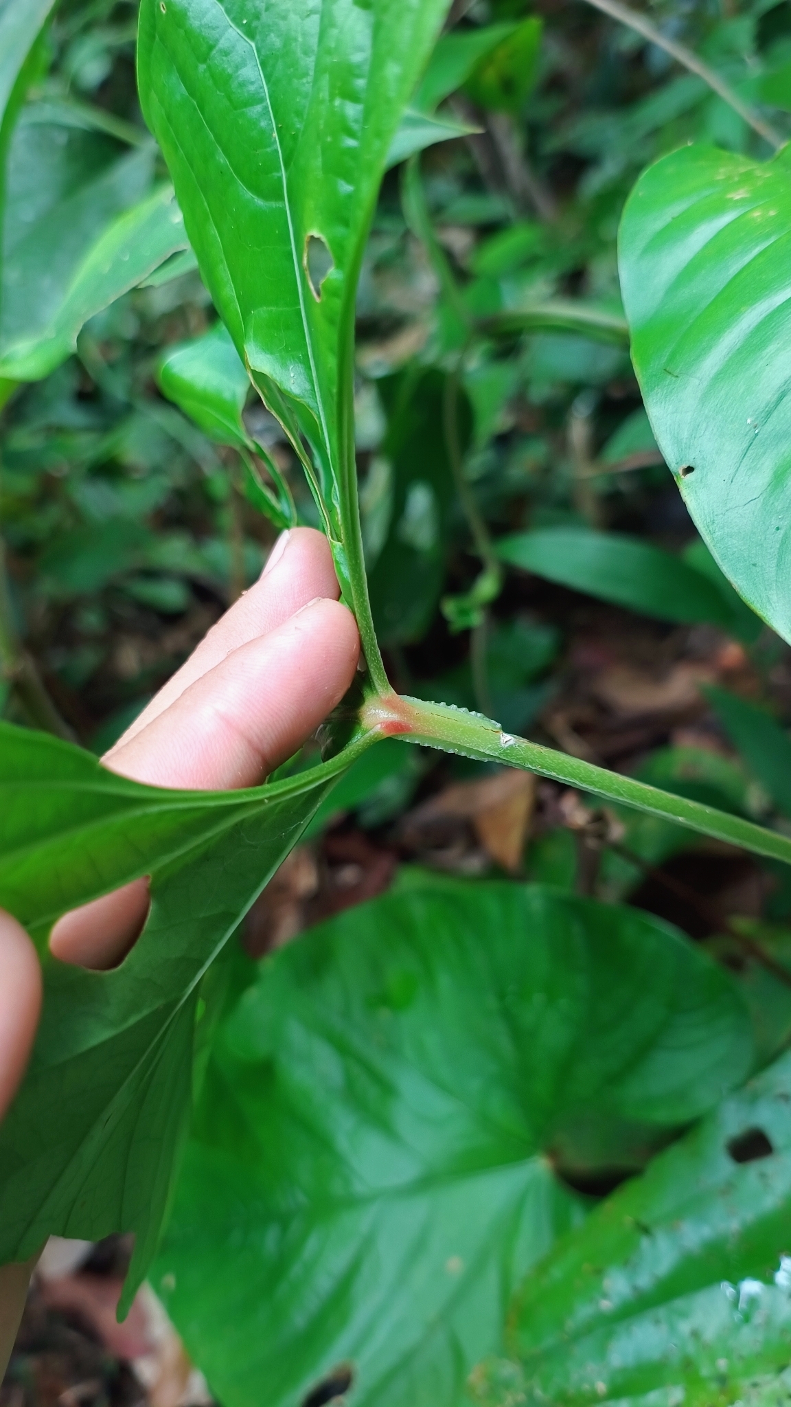 Anthurium sagittatum (Sims) G.Don 3