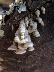 Steccherinum bourdotii