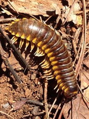 Apheloriini