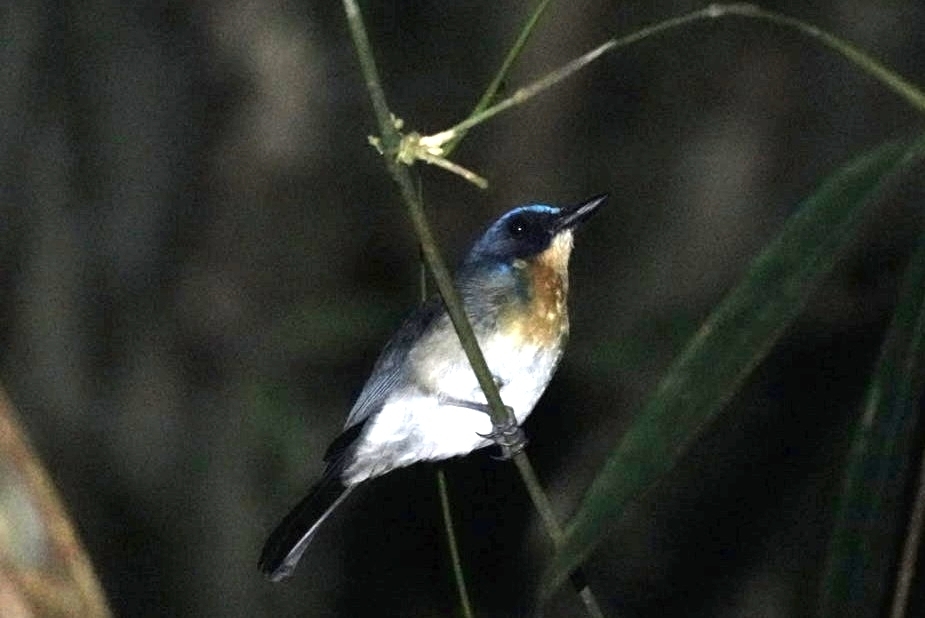 Mangrove Blue Flycatcher (Cyornis rufigastra), photo 4