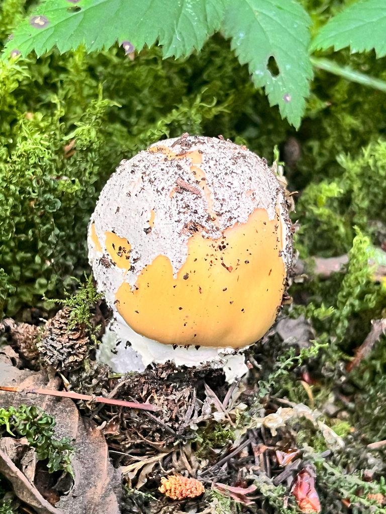 Sunshine Amanita