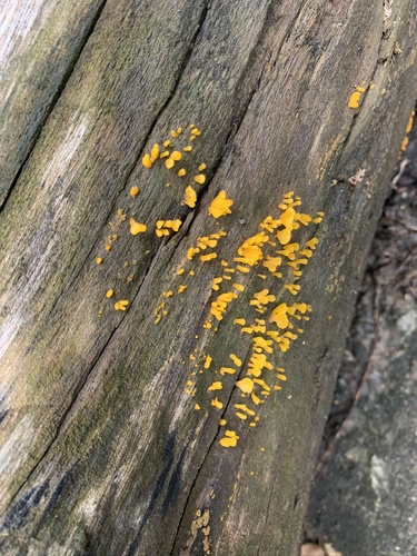 Fan-shaped Jelly Fungus