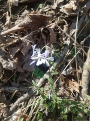 Phlox divaricata divaricata