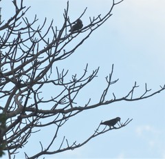 Poicephalus fuscicollis suahelicus